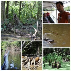 The Swamp Tour