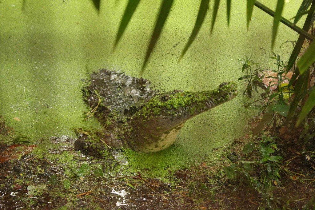 Caiman Puerto Viejo - Costa Rica