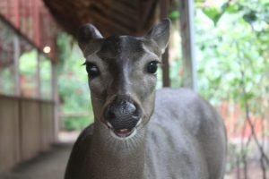 Puerto Viejo - Costa Rica